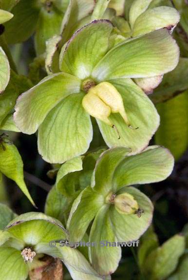 helleborus foetidus graphic
